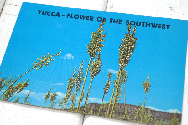 YUCCA ニューメキシコ・ヴィンテージ・ポストカード US ハガキ・絵葉書・印刷物