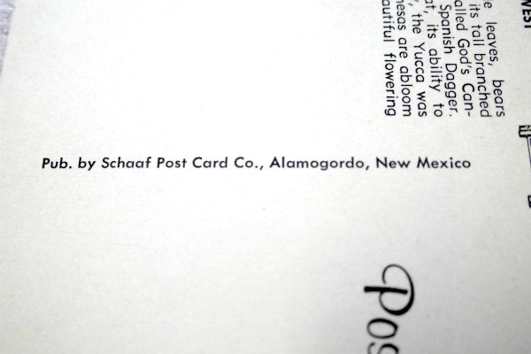 YUCCA ニューメキシコ・ヴィンテージ・ポストカード US ハガキ・絵葉書・印刷物
