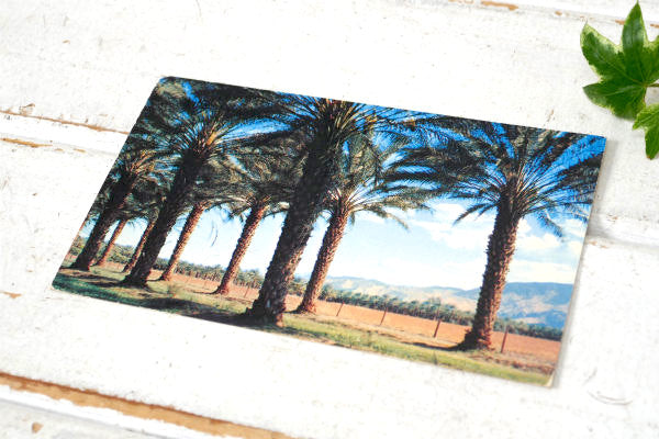 カリフォルニア コーチェラ・ヴァレー パームスプリングス 風景写真・ヴィンテージ・ポストカード US