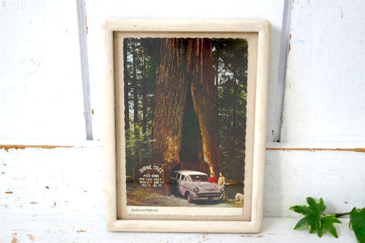 アメ車 1950~1960s クラシックカー・カリフォルニア・ビンテージ・ポストカード・絵葉書 US