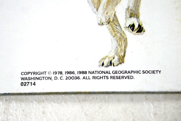 アラスカ Alaska カナダ ナショナル ジオグラフィック ・80's ヴィンテージ・マップ・地図