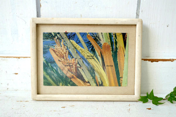 US アリゾナ SEX LIFE OF THE DATE PALM フェニックス 植物 風景 写真 ヴィンテージ・ポストカード 絵葉書 印刷物