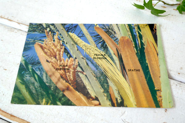 US アリゾナ SEX LIFE OF THE DATE PALM フェニックス 植物 風景 写真 ヴィンテージ・ポストカード 絵葉書 印刷物