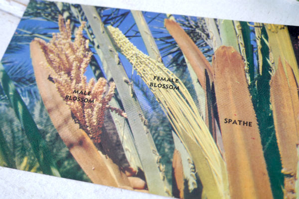 US アリゾナ SEX LIFE OF THE DATE PALM フェニックス 植物 風景 写真 ヴィンテージ・ポストカード 絵葉書 印刷物
