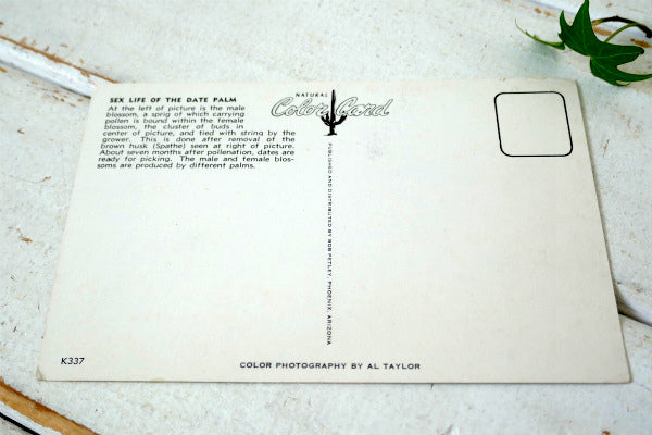US アリゾナ SEX LIFE OF THE DATE PALM フェニックス 植物 風景 写真 ヴィンテージ・ポストカード 絵葉書 印刷物