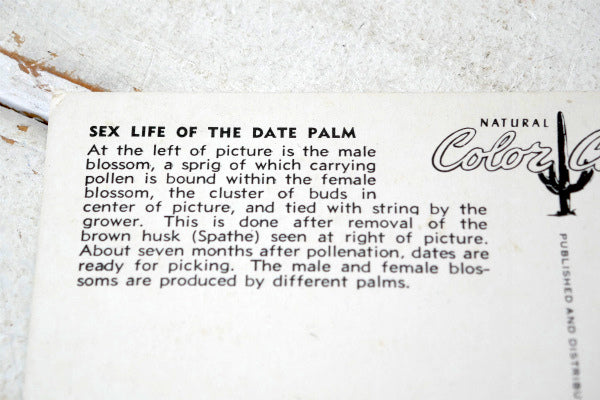 US アリゾナ SEX LIFE OF THE DATE PALM フェニックス 植物 風景 写真 ヴィンテージ・ポストカード 絵葉書 印刷物