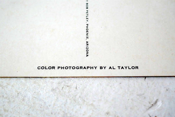 US アリゾナ SEX LIFE OF THE DATE PALM フェニックス 植物 風景 写真 ヴィンテージ・ポストカード 絵葉書 印刷物