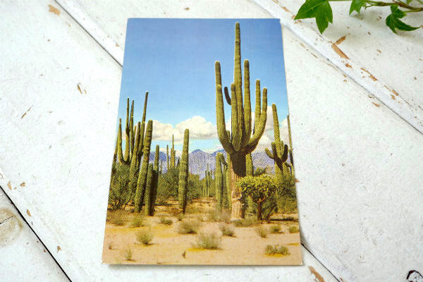 SAGUARO FOREST  サグアロ 風景 写真 サボテン ヴィンテージ ポストカード ハガキ 絵葉書 印刷物