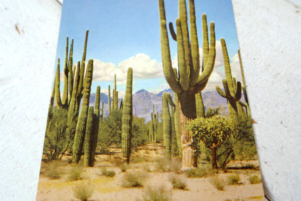 SAGUARO FOREST  サグアロ 風景 写真 サボテン ヴィンテージ ポストカード ハガキ 絵葉書 印刷物