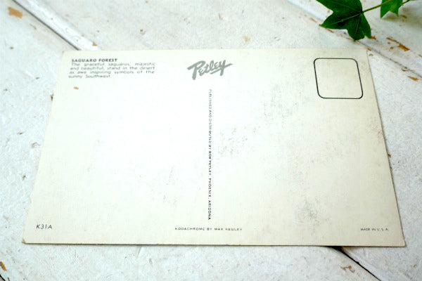 SAGUARO FOREST  サグアロ 風景 写真 サボテン ヴィンテージ ポストカード ハガキ 絵葉書 印刷物