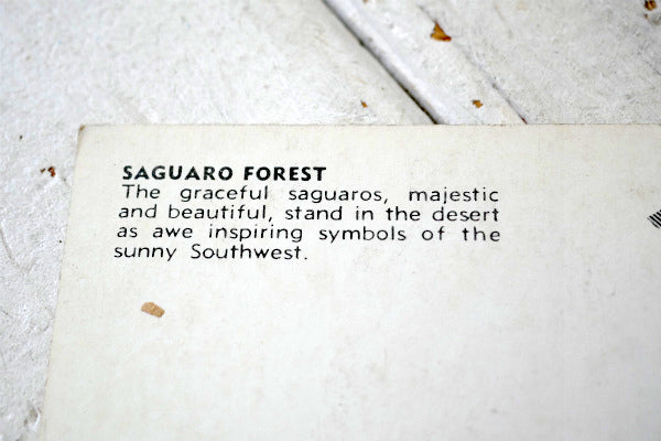 SAGUARO FOREST  サグアロ 風景 写真 サボテン ヴィンテージ ポストカード ハガキ 絵葉書 印刷物