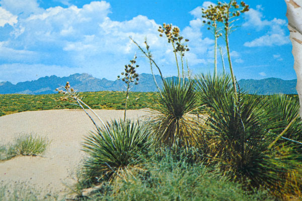 New Mexico ユッカ ニューメキシコ 多肉植物 サボテン ヴィンテージ ポストカード ハガキ 絵葉書 印刷物