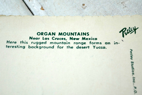 New Mexico ユッカ ニューメキシコ 多肉植物 サボテン ヴィンテージ ポストカード ハガキ 絵葉書 印刷物