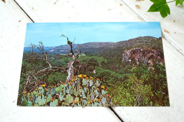 テキサス Texas Country 風景 写真 サボテン ヴィンテージ ポストカード ハガキ 絵葉書 印刷物
