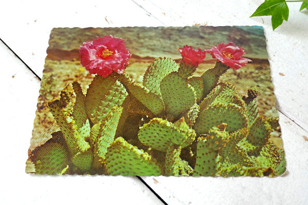 Magenta ビーバーテール サボテン アリゾナ ツーソン フェニックス ヴィンテージ ポストカード ハガキ・絵葉書・印刷物