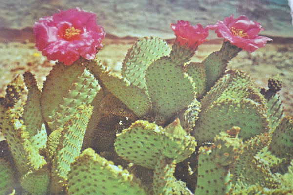 Magenta ビーバーテール サボテン アリゾナ ツーソン フェニックス ヴィンテージ ポストカード ハガキ・絵葉書・印刷物