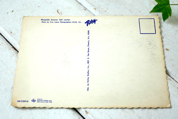 Magenta ビーバーテール サボテン アリゾナ ツーソン フェニックス ヴィンテージ ポストカード ハガキ・絵葉書・印刷物