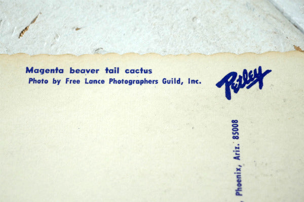 Magenta ビーバーテール サボテン アリゾナ ツーソン フェニックス ヴィンテージ ポストカード ハガキ・絵葉書・印刷物