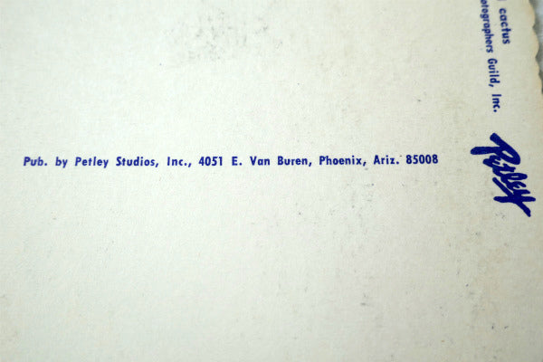 Magenta ビーバーテール サボテン アリゾナ ツーソン フェニックス ヴィンテージ ポストカード ハガキ・絵葉書・印刷物