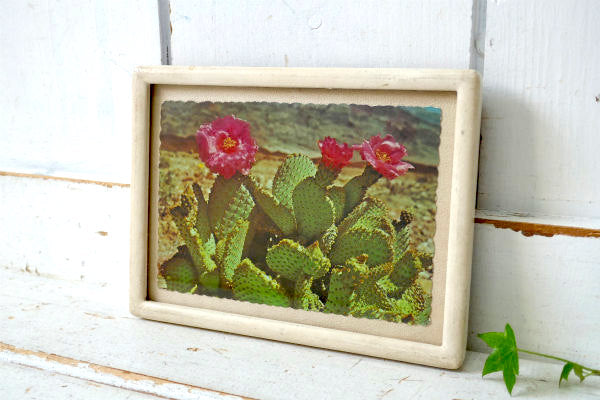 Magenta ビーバーテール サボテン アリゾナ ツーソン フェニックス ヴィンテージ ポストカード ハガキ・絵葉書・印刷物