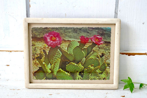 Magenta ビーバーテール サボテン アリゾナ ツーソン フェニックス ヴィンテージ ポストカード ハガキ・絵葉書・印刷物