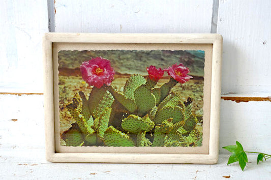 Magenta ビーバーテール サボテン アリゾナ ツーソン フェニックス ヴィンテージ ポストカード ハガキ・絵葉書・印刷物