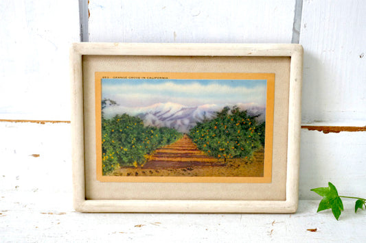 1940’s ORANGE GROVE  当時 カリフォルニア オレンジ 風景 写真 ・ヴィンテージ・ポストカード ハガキ・絵葉書・印刷物